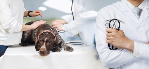 Concept of treatment and diagnosis of diseases of pets.