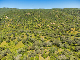 Sierra de Hornachuelos Natural Park, Mediterranean forest, province of Córdoba, Andalusia, Spain
