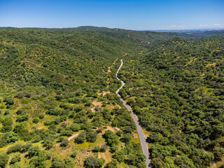 Sierra de Hornachuelos Natural Park, Mediterranean forest, province of Córdoba, Andalusia, Spain
