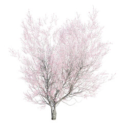 Fototapeta premium tree isolated on white or transparent background