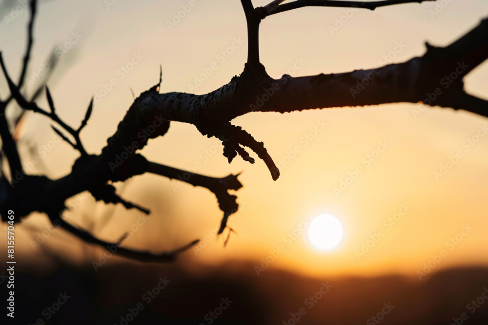 Aufkleber sunset with a silhouette of tree branches in the foreground, creating a serene scene