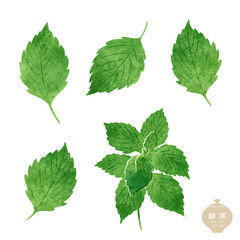 生薬のイラスト/ 青しそ、大葉