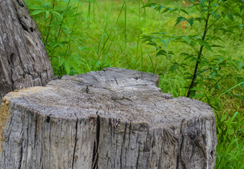 backgrounds of old tree stump  Wood tabletop counter podium floor in outdoors tropical garden forest blurred green blue leaf plant nature ackground.Natural product placement Pakistan