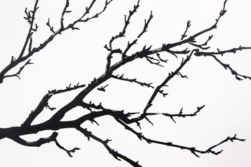 Silhouette of tree branches in high contrast against a white background