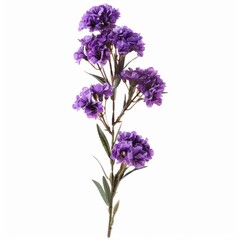 Obraz premium A photo of Statice , single object , Di-Cut PNG style , isolated on white background