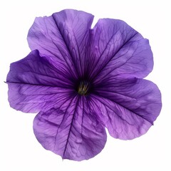 Naklejka premium A photo of Petunia , single object , Di-Cut PNG style , isolated on white background