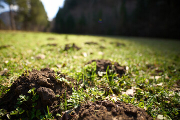 Moles damaged landscape of the lawn