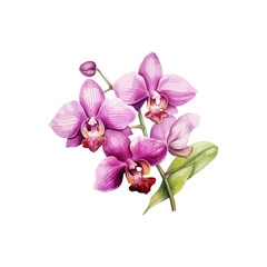 Beautiful Pink Orchid. Vector illustration design.