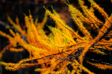 Les mélèze à l'automne