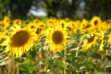 Słoneczniki © Hubert GHG