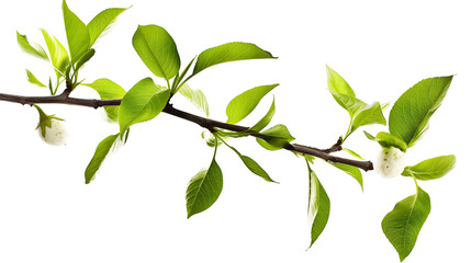 Fresh Spring Branch with Leaves and Blossoms Isolated on White