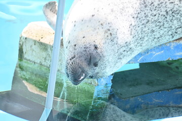 日光を浴びるゴマフアザラシ