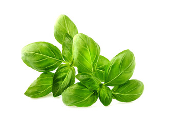 Basil leaves in closeup on white background.