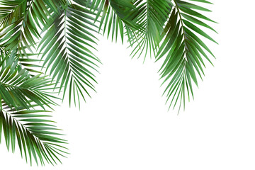 Tropical Palm Leaves Frame on White Background. Vector illustration design.