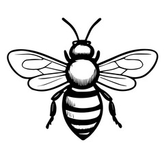 Bee outline isolated on transparent or white background, vector illustration