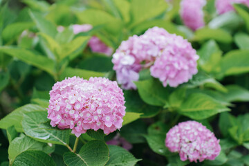 Blooming cultivar bigleaf hydrangea (Hydrangea macrophylla 'Endless Summer') in the summer garden