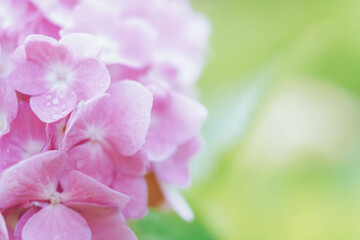 Delicate natural floral background in light pink pastel colors. Hydrangea flowers in nature close-up with soft focus.