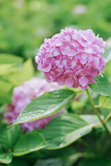 Blooming cultivar bigleaf hydrangea (Hydrangea macrophylla 'Endless Summer') in the summer garden