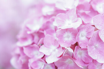 Delicate natural floral background in light pink pastel colors. Hydrangea flowers in nature close-up with soft focus.