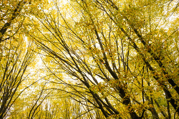 Trees with yellow leaves in the forest in autumn. Natural landscape. Nature.