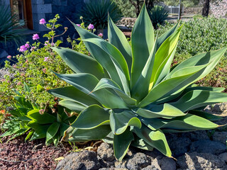 Large Green Agave Plant in a Lush Garden with Blooming Pink Flowers and Rocky Terrain.