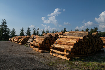 Felled trees stacked in the forest store. © TAMER YILMAZ
