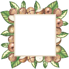 Frame of ripe macadamia nuts and green leaves on a white background, clipart. The macadamia tree. Nut close-up, raw food. Watercolor illustration. Pattern, template for postcards, packaging