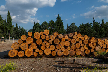 Felled trees stacked in the forest store. © TAMER YILMAZ