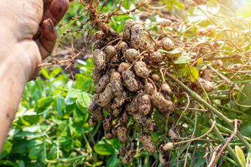Fresh peanuts plants with roots plants harvest of peanut plants.