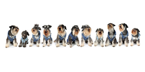 big group of miniature schnauzer dog with jacket isolated on white 