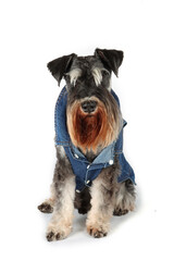 miniature schnauzer dog with denim vest isolated on white 