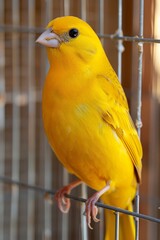Fototapeta premium Yellow canaria serinus perch captive canary bird showing avian features on blurred background