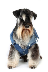 miniature schnauzer dog with denim vest isolated on white 