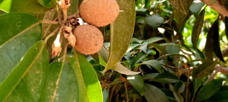 walnuts in the tree, trees, leaves