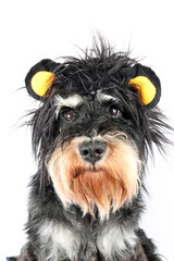 Naklejka premium dog dressed as a lion with a black mane isolated on white 