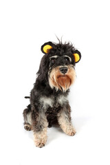 dog dressed as a lion with a black mane isolated on white 