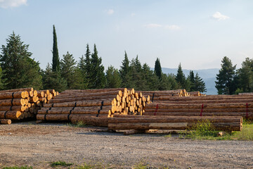 Felled trees stacked in the forest store. © TAMER YILMAZ