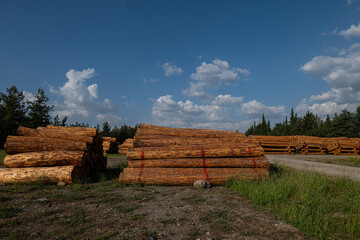 Felled trees stacked in the forest store. © TAMER YILMAZ