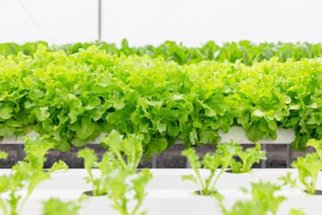 Green Lettuce or Salad patta in hydroponic farm, fresh clean healthy organic food plant nursery in green house agriculture business.