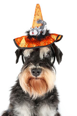 schnauzer dog with halloween hat isolated on white 