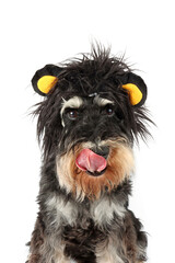 dog dressed as a lion with a black mane licking his lips isolated on white 