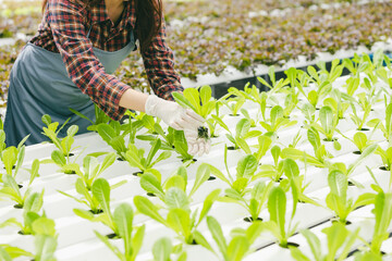 closeup farmer hand cultivate holding baby green plant fresh in hydroponic plant nursery farm,...