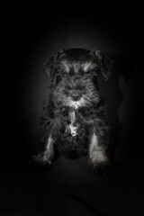 miniature schnauzer puppy in black background 