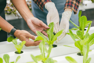 closeup farmer hand cultivate holding baby green plant fresh in hydroponic plant nursery farm,...