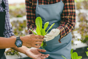 closeup farmer hand cultivate holding baby green plant fresh in hydroponic plant nursery farm,...