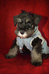 puppy sitting with a jean jacket on red background 