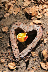 Herz aus Holz mit Rose auf einem Waldfriedhof