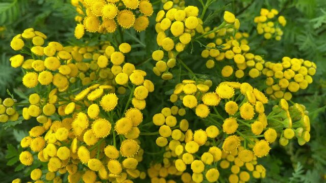 Inflorescence of yellow tansy against a background of natural greenery