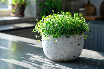 Lush microgreens in a pot on the kitchen counter close-up. Eco vegan healthy lifestyle bio banner. Generated by artificial intelligence