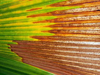 abstract green of the fresh leaves contrasts with  brown dry leaf straight line patterndry background close-up